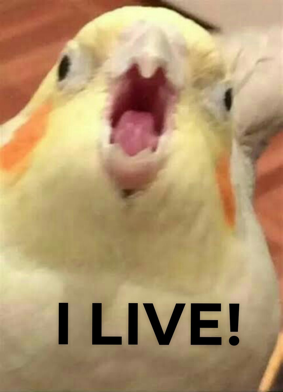 Karasu Chan Suki Kirai Daisuki image number 1